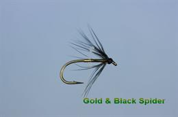 Gold and Black Spider
